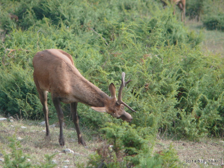 PASSIONE PER IL CERVO
